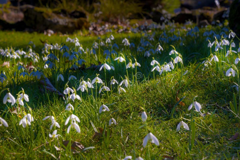 Common snowdrop. The snowdrop or common snowdrop, is the best-known and most widespread of the 20 species in its genus, Galanthus stock photo Common snowdrop. The snowdrop or common snowdrop, is the best-known and most widespread of the 20 species in its genus, Galanthus stock photo
