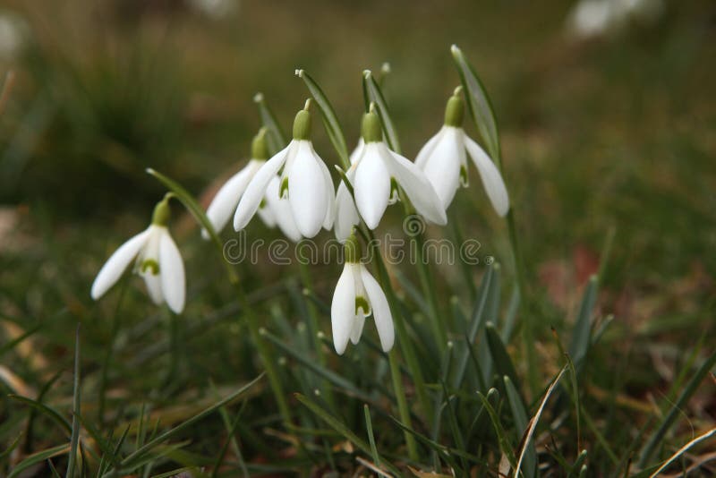 Snowdrop común (nivalis de Galanthus) foto de archivo Snowdrop común (nivalis de Galanthus) foto de archivo