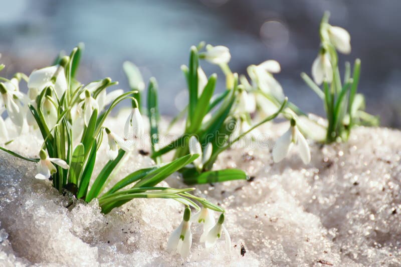 Snowdrop Flower in Melting Snow Stock Image Image of drops