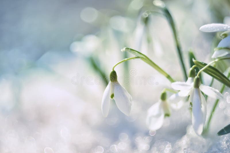 Snowdrop flower in melting snow