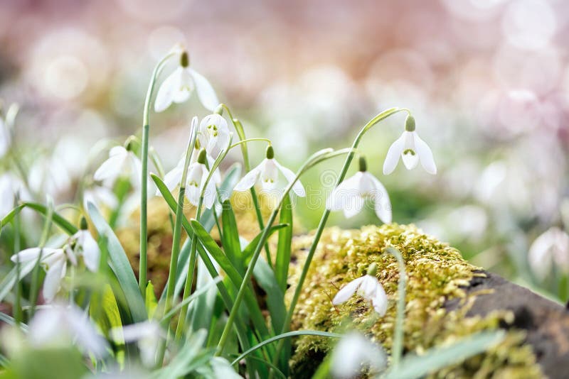 Snowdrop Flower in Morning Dew, Soft Focus Stock Photo - Image of plant ...