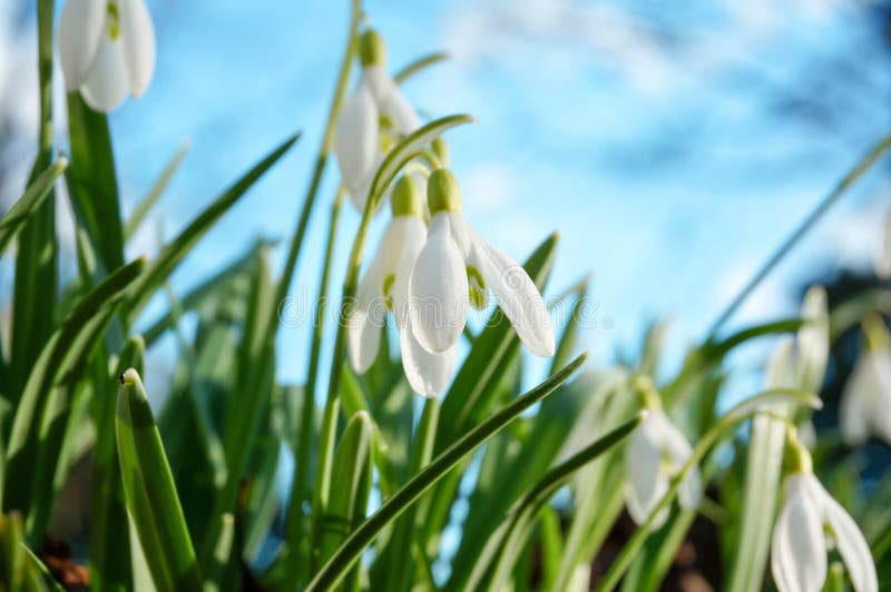 Snowdrop Flowers Blossoms in Early Spring Stock Image - Image of ...