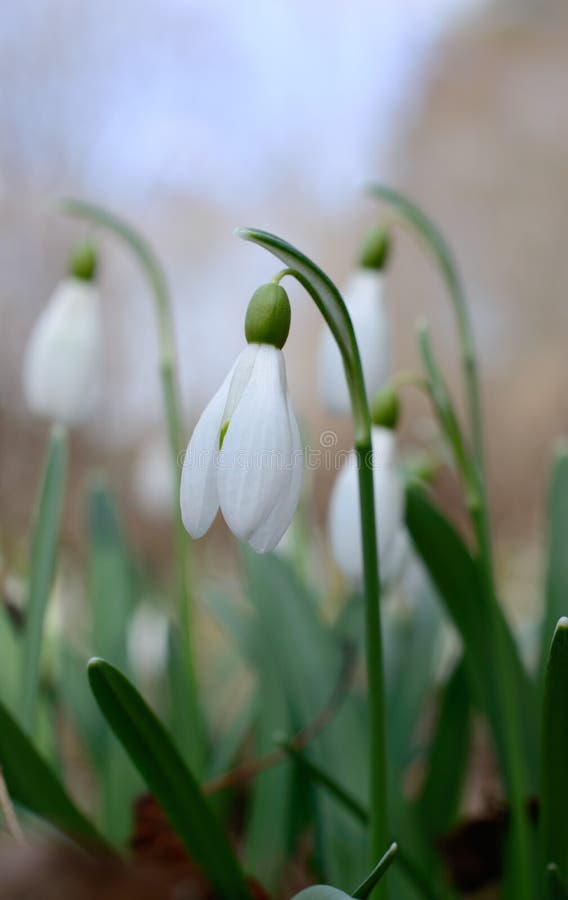 Snowdrop flowers