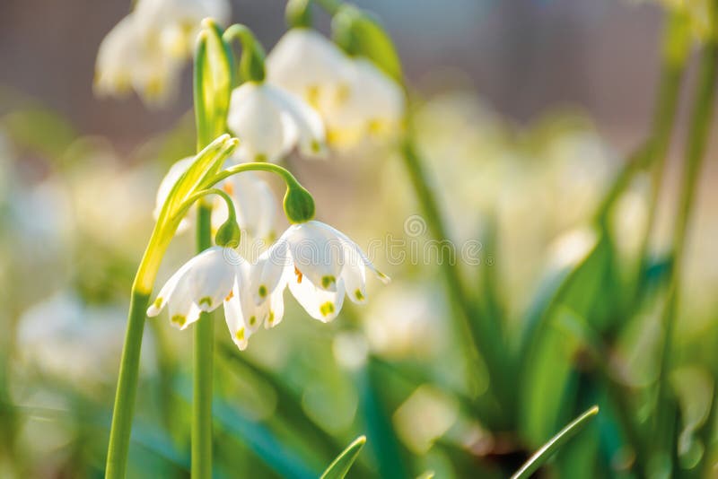 Snowdrop Flowers on the Forest Meadow Stock Image - Image of bunch ...