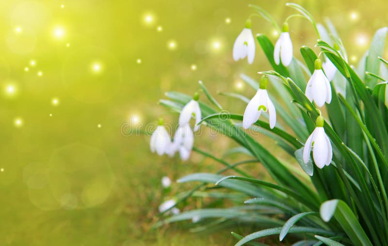 Colorful Fresh Panoramic Spring Banner Stock Image - Image of ...