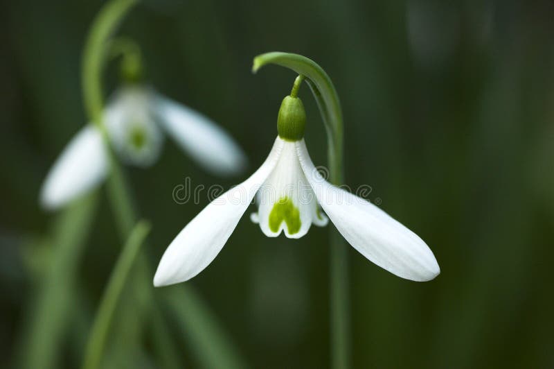 Snowdrop Galanthus Atkinsii. Galanthus Atkinsii, a common species of snowdrop often found in early spring gardens stock photography Snowdrop Galanthus Atkinsii. Galanthus Atkinsii, a common species of snowdrop often found in early spring gardens stock photography