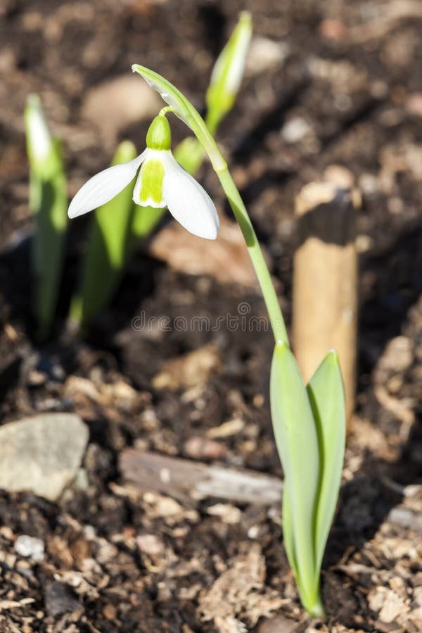 Snowdrop Elwesii. Snowdrop Galanthus Elwesii a species of snowdrop often found in early spring gardens royalty free stock photo Snowdrop Elwesii. Snowdrop Galanthus Elwesii a species of snowdrop often found in early spring gardens royalty free stock photo