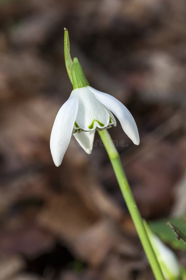 Snowdrop Galanthus `Lady Beatrix Stanley`. A species of snowdrop often found in early spring gardens stock photos Snowdrop Galanthus `Lady Beatrix Stanley`. A species of snowdrop often found in early spring gardens stock photos