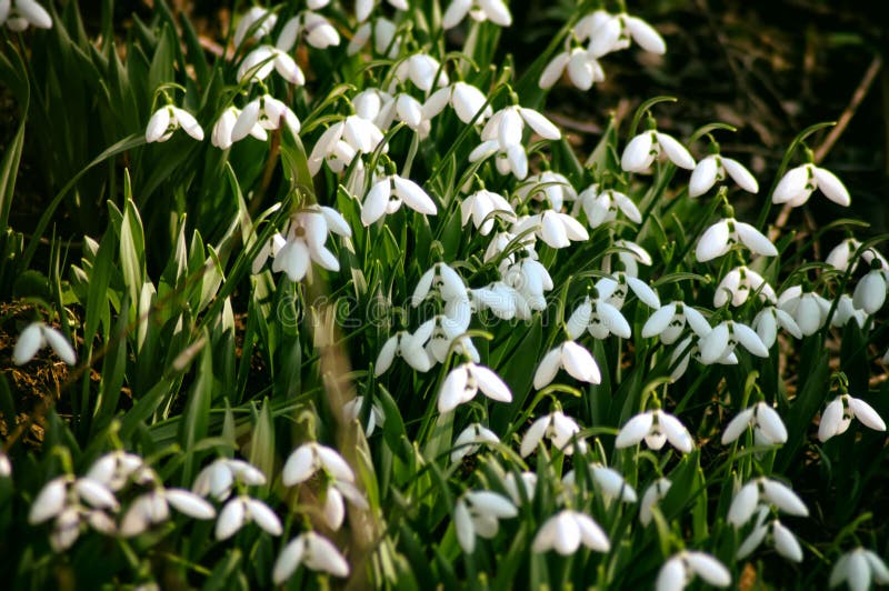 Snowdrop. Galanthus nivalis, the snowdrop or common snowdrop, is the best-known and most widespread of the 20 species in its genus, Galanthus royalty free stock photography Snowdrop. Galanthus nivalis, the snowdrop or common snowdrop, is the best-known and most widespread of the 20 species in its genus, Galanthus royalty free stock photography