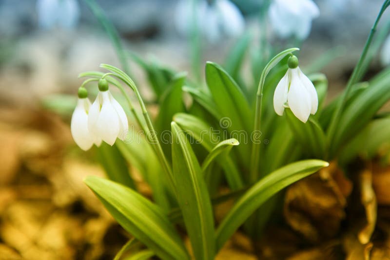 Snowdrop Galanthus nivalis stock photo. Image of galanthus - 88617148