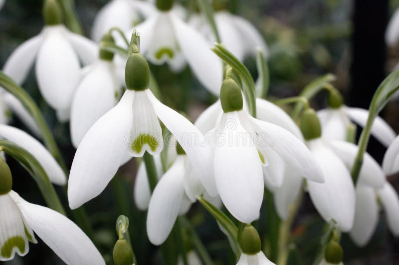 Snowdrop (Galanthus Nivalis). Galanthus Nivalis, a species of snowdrop often found in early spring gardens royalty free stock images Snowdrop (Galanthus Nivalis). Galanthus Nivalis, a species of snowdrop often found in early spring gardens royalty free stock images