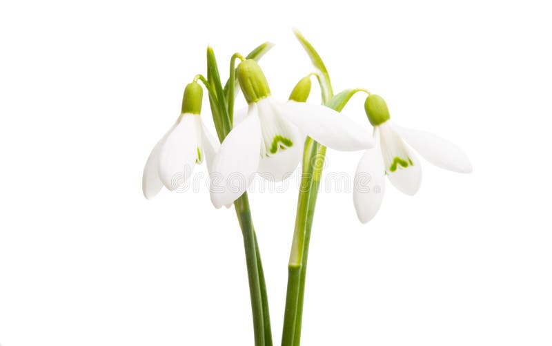 Snowdrop On Isolated White Background Stock Photo - Image of petals ...