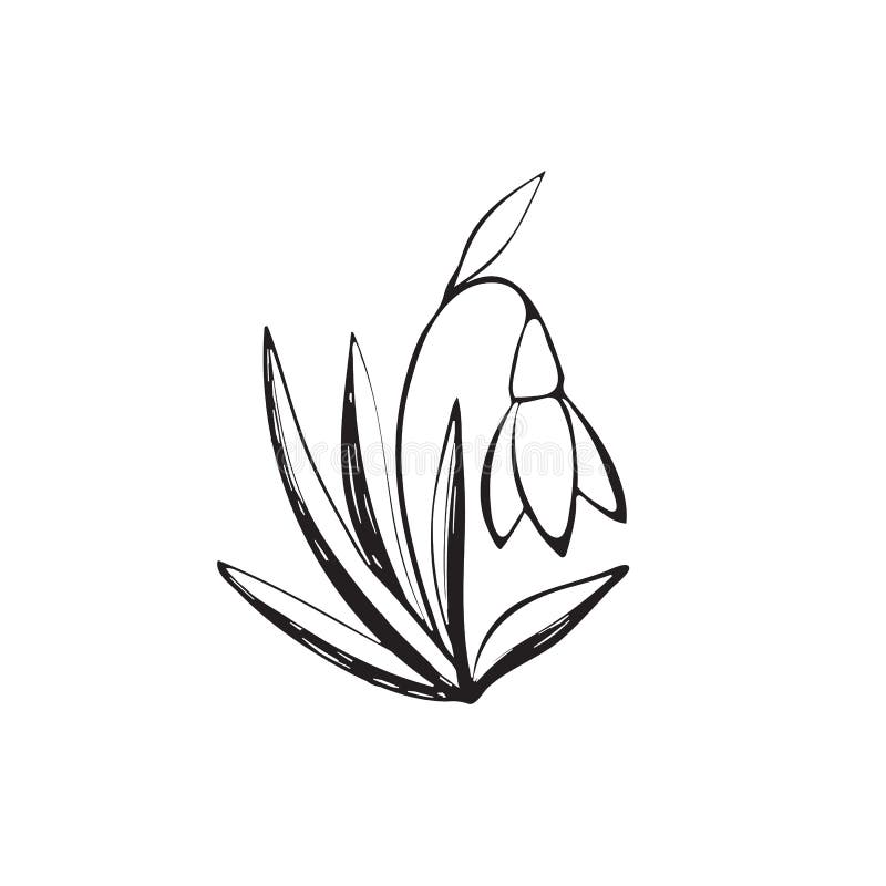 Doodle snowdrop with stem and leaves A sketch of the first spring flower  Vector handdrawn illustration in outline style Perfect for your projects  cards invitations print decor logo 3715753 Vector Art at
