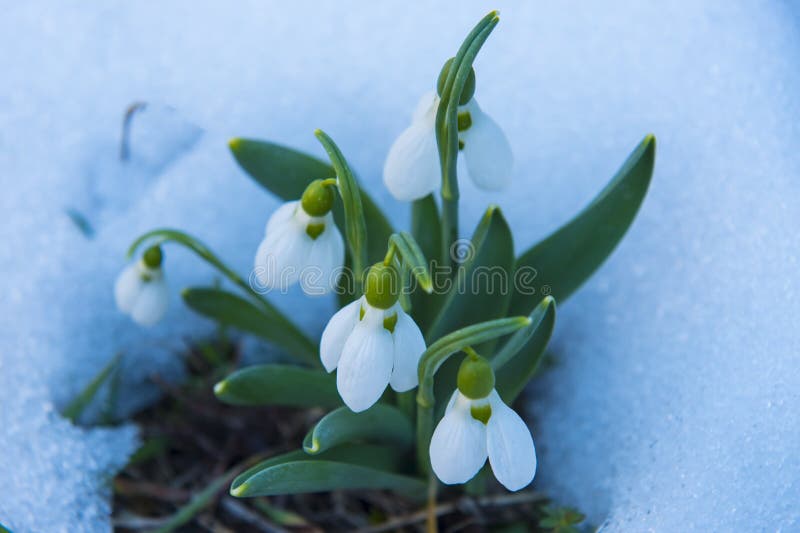 Snowdrop on snow. A special flower from the group of endemic species.Heraldic flowers of the spring season.White snowdrop flower.Snowdrop on snow royalty free stock photography Snowdrop on snow. A special flower from the group of endemic species.Heraldic flowers of the spring season.White snowdrop flower.Snowdrop on snow royalty free stock photography