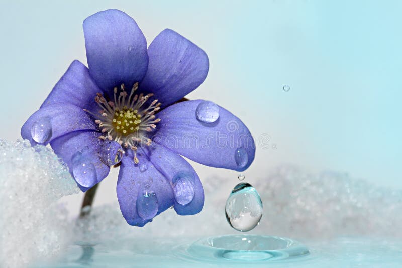 Snowdrop весны цветет с снегом в лесе. Снег, брызг воды и таяние. стоковое изображение rf Snowdrop весны цветет с снегом в лесе. Снег, брызг воды и таяние. стоковое изображение rf