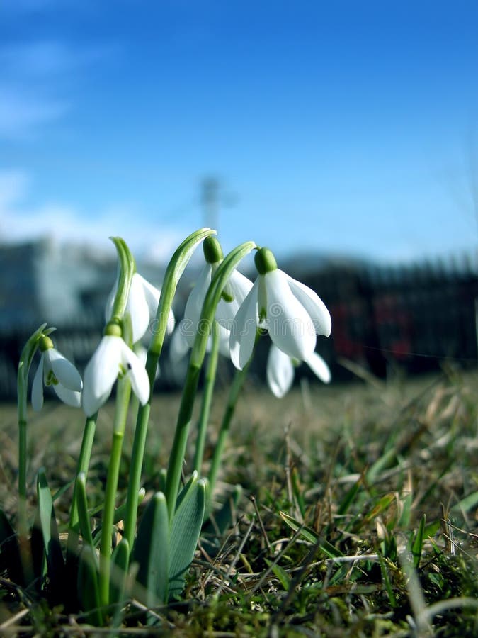 Snowdrops stock images