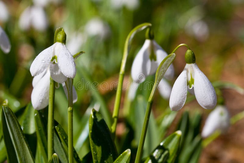 Crocus-snowdrops stock photo. Image of crocus, macro, fresh - 8585824