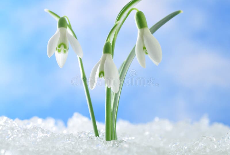 Snowdrops