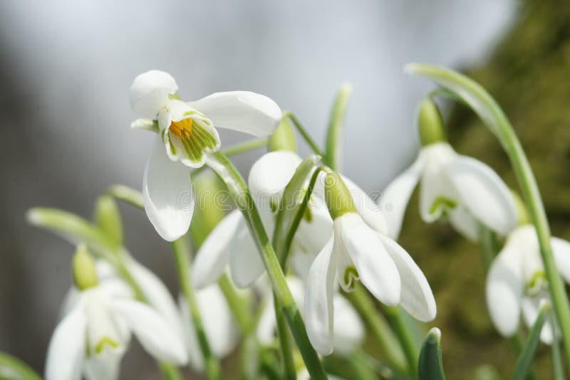 Snowdrops