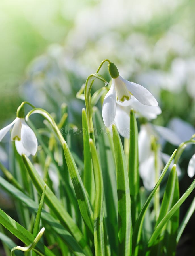 Snowdrops on snow stock photo. Image of growth, flower - 4832370