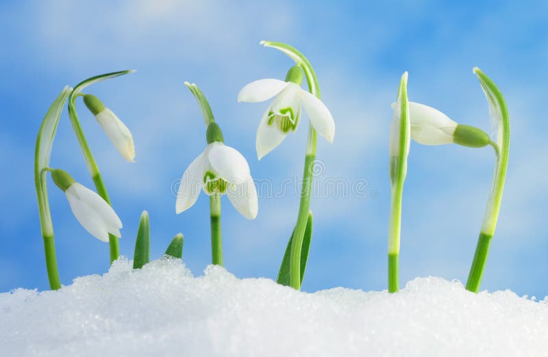 Snowdrops