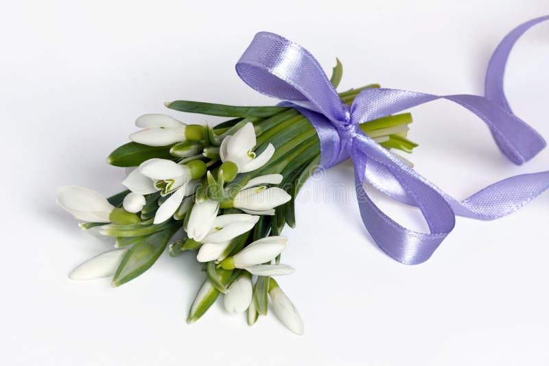 Snowdrops royalty free stock image