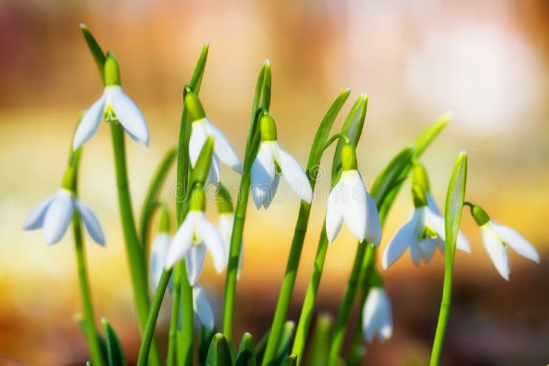 Snowdrops stock image. Image of petal, forest, macro 24360937