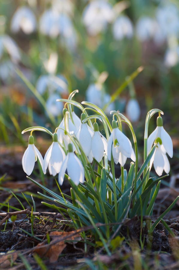 Snowdrop growing through stock photo. Image of growing - 31647260