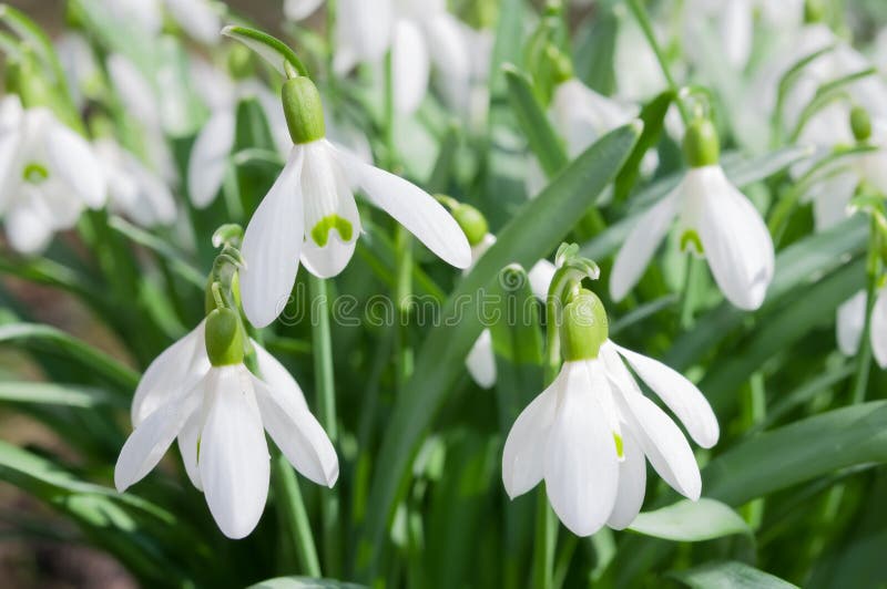 Snowdrops fotografia de stock royalty free