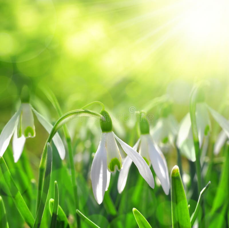 Snowdrops imagens de stock