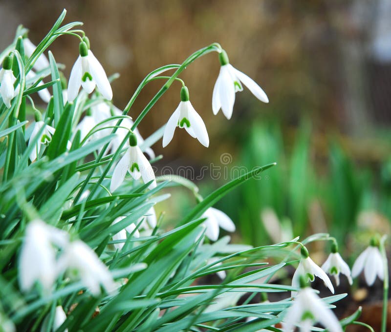 Crocus-snowdrops stock photo. Image of crocus, macro, fresh - 8585824