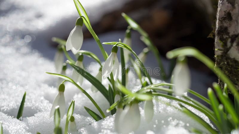 snowdrops