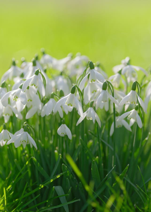  snowdrops стоковые изображения rf
