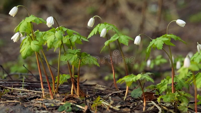 Snowdrops de la primavera