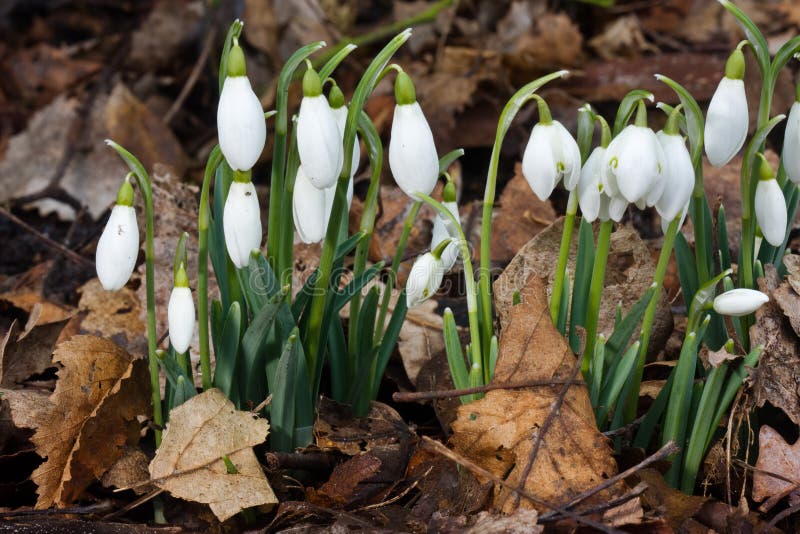 Snowdrops and dead leaves