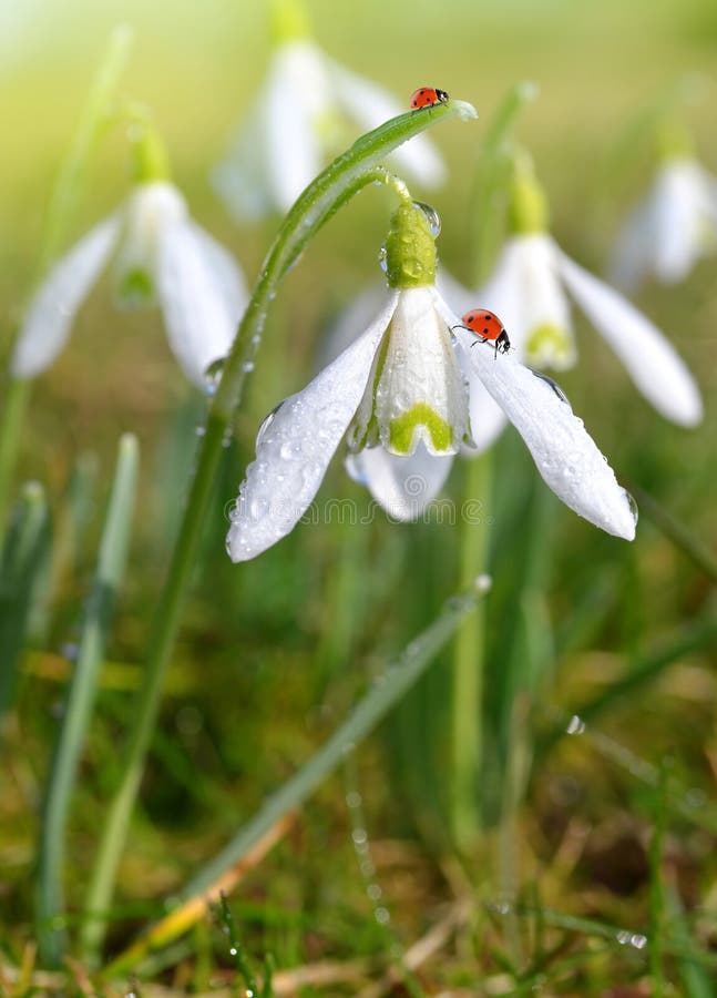 Snowdrops do close up com joaninha foto de stock