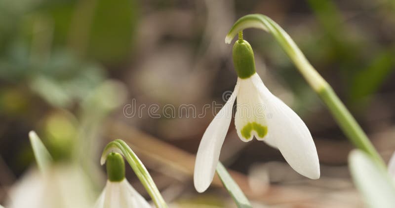 Snowdrops do close up na manhã da mola fotos de stock