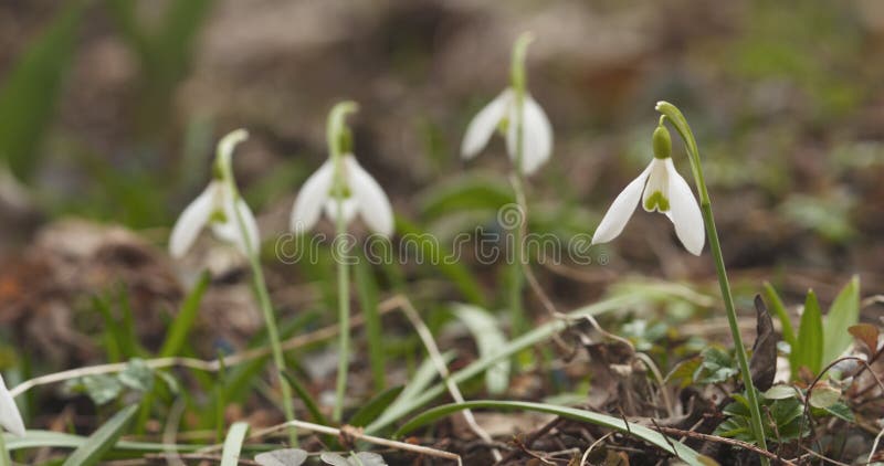 Snowdrops do close up na manhã da mola imagem de stock royalty free