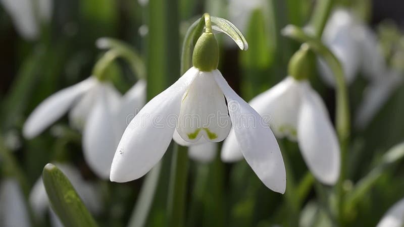 Snowdrops en el jardín en la primavera