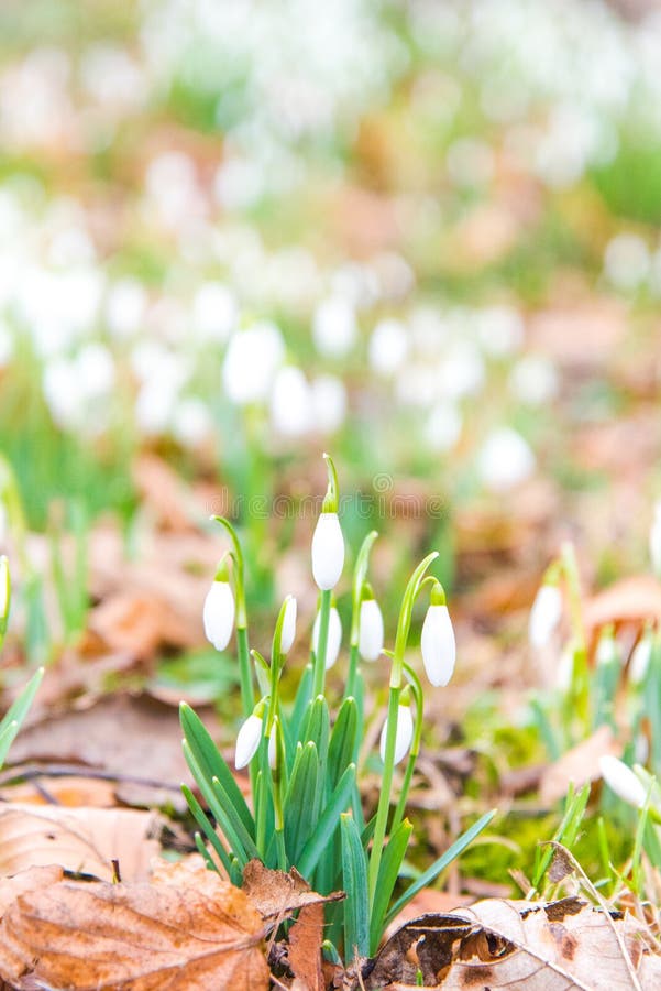 Snowdrops en el jardín - primera muestra de la primavera fotografía de archivo libre de regalías Snowdrops en el jardín - primera muestra de la primavera fotografía de archivo libre de regalías