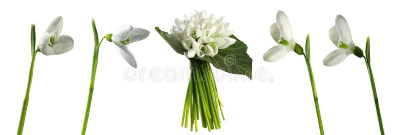 snowdrops Premières fleurs de ressort d'isolement sur le fond blanc photos libres de droits snowdrops Premières fleurs de ressort d'isolement sur le fond blanc photos libres de droits