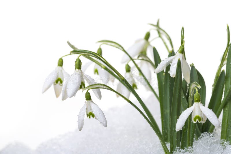 Snowdrops in snow isolated on white