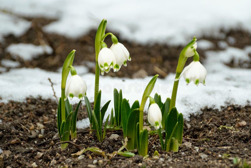 Tổng hợp hơn 97 hình nền snowdrop siêu hot CB #7 Tổng hợp hơn 97 hình nền snowdrop siêu hot CB