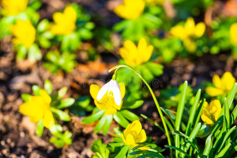 Snowdrops on a Spring Meadow, Signs of Spring, Flower Meadow Stock