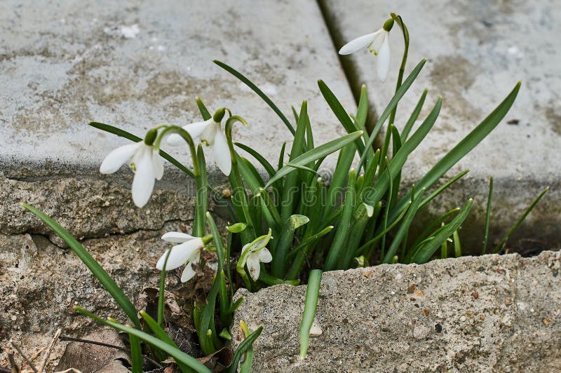Snowdrops in spring. Snowdrop, galantus, or (lat. Galánthus) — genus of perennial herbs of the family Amaryllidaceae (Amaryllidaceae). Includes 18 species stock image Snowdrops in spring. Snowdrop, galantus, or (lat. Galánthus) — genus of perennial herbs of the family Amaryllidaceae (Amaryllidaceae). Includes 18 species stock image
