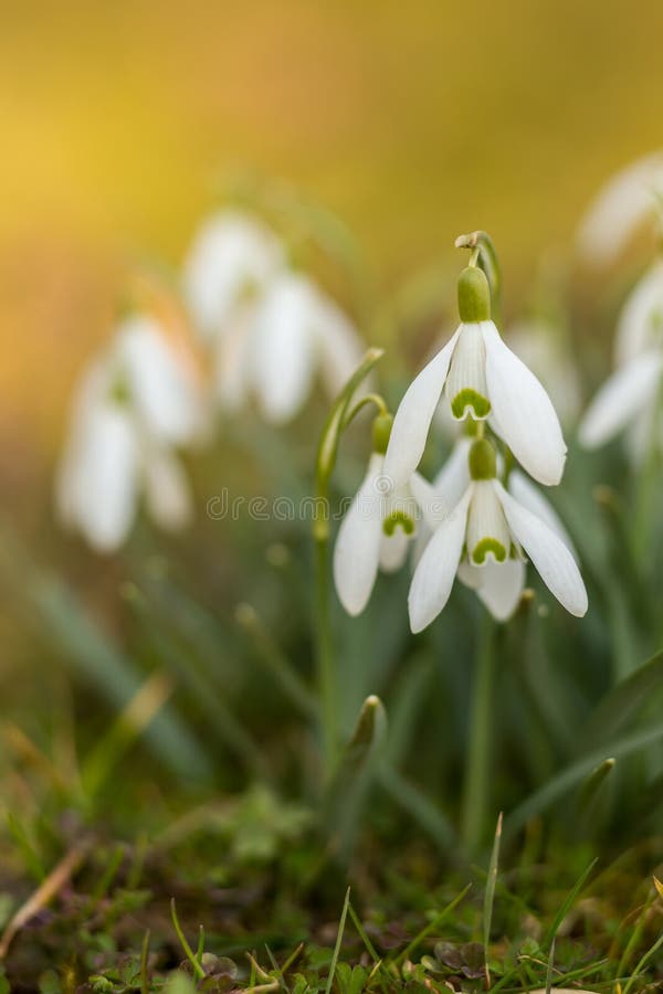 Snowdrops in springtime