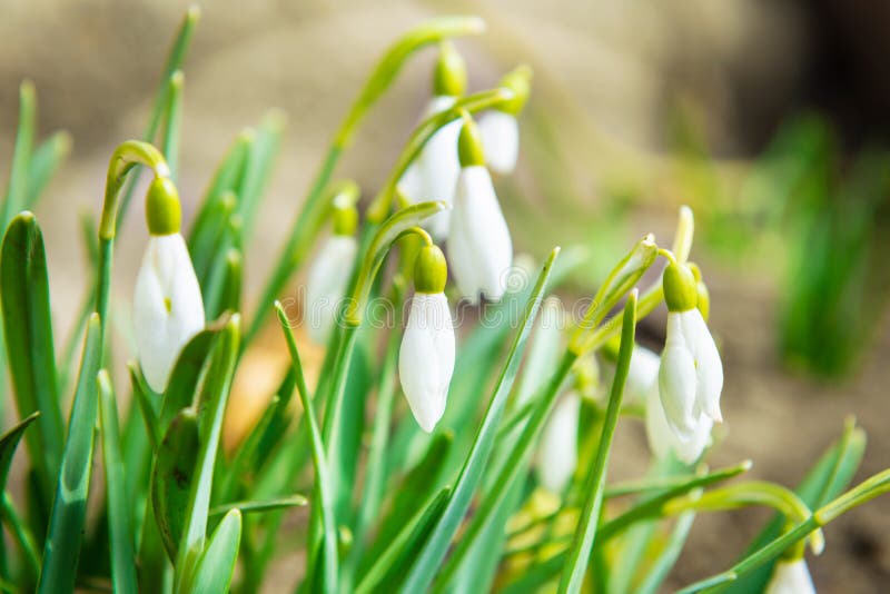 Snowdrops White Spring Flowers Stock Image - Image of beautiful, flora ...