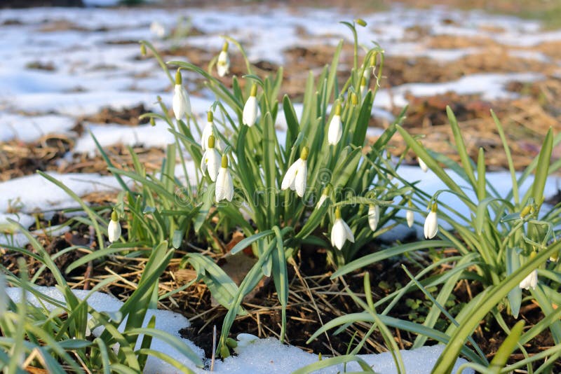 Snowdrops y primavera temprana imagen de archivo libre de regalías Snowdrops y primavera temprana imagen de archivo libre de regalías