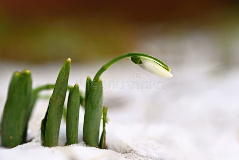 snowdrops Πρώτα λουλούδια άνοιξη στο χιόνι Φυσικό ζωηρόχρωμο υπόβαθρο στον κήπο Galanthus στοκ φωτογραφία snowdrops Πρώτα λουλούδια άνοιξη στο χιόνι Φυσικό ζωηρόχρωμο υπόβαθρο στον κήπο Galanthus στοκ φωτογραφία