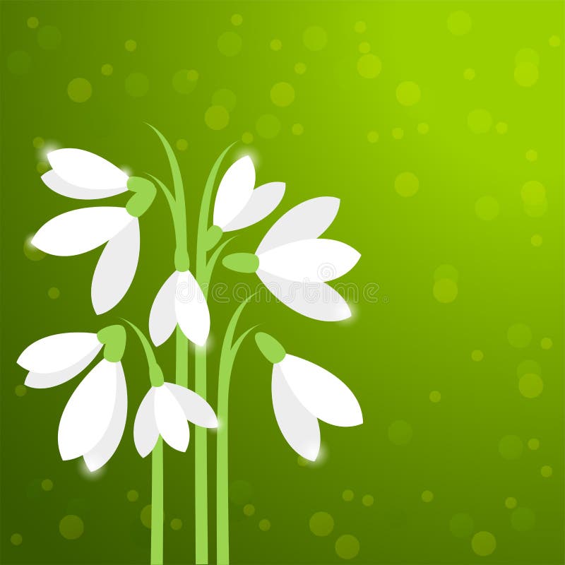 Snowdrops, πρώτα λουλούδια άνοιξη διανυσματική απεικόνιση Snowdrops, πρώτα λουλούδια άνοιξη διανυσματική απεικόνιση